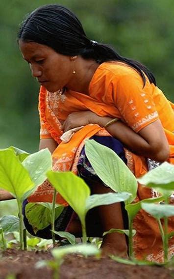 Spice Farming In North East Gets A Green Cover The Hindu BusinessLine