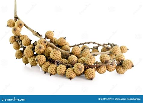 Rattan Fruit Isolated Stock Image Image Of Ripe Cluster 33415749