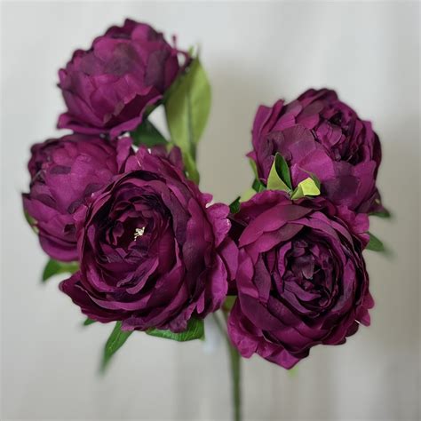 Peony Bush X Burgundy Beauty Village Green