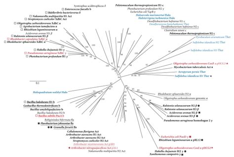 Phylogenetic Tree Of XdhC Homologues Protein Phylogeny Of XdhC