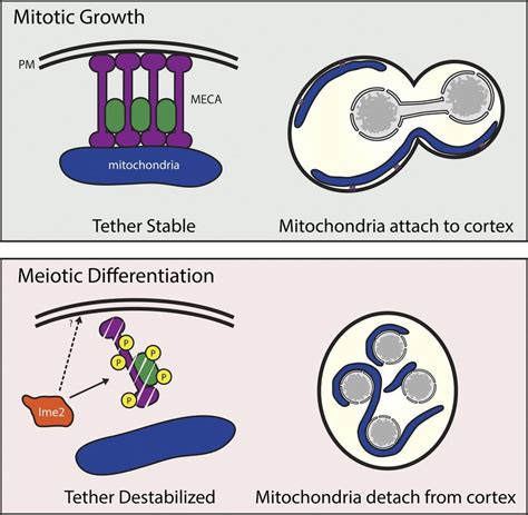 Mitochondrial Inheritance In Mitosis And Meiosis In Mitosis Download Scientific Diagram