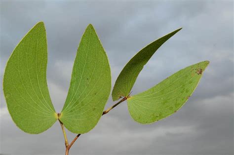 Mopane - Whole Earth Education