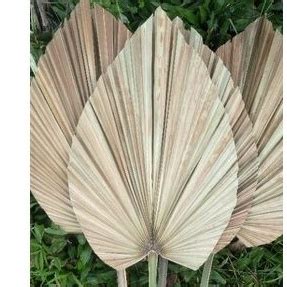 Jual Daun Rustic Palem Kering L40cm P 90cm Shopee Indonesia