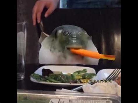 Pufferfish Eating a Carrot | Know Your Meme