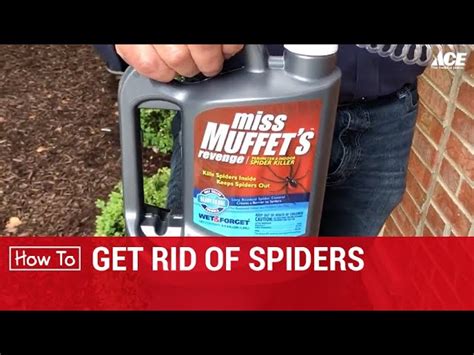 Natural Ways To Keep Spiders Away Your Guide