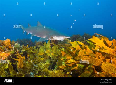 Grey Nurse Shark Over Kelp In Australia Stock Photo Alamy