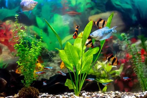 Espécies de peixes de água doce para aquário Top 50 MyAquarium