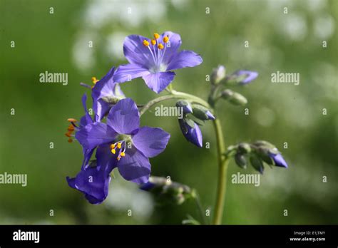 Rare Wild Jacobs Ladder Plants Growing At Lathkill Dale In The Peak