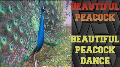 Peacock Peacock Dance Beautiful Peacock 🦚🦚🦋🦋🦚🦚🦚🦚 Youtube