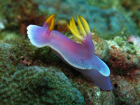 Fotografias De La Naturaleza 1950 La Babosa De Mar En Su Plena Belleza