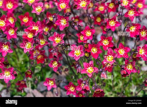 Saxifraga arendsii hi-res stock photography and images - Alamy