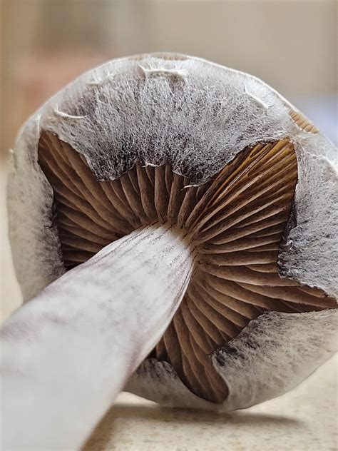 Veil Porn From My First Harvest Of 22 R Shroomers