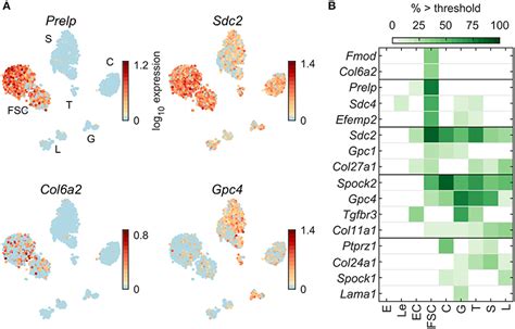 Frontiers Cell Type And Sex Dependent Transcriptome Profiles Of Rat