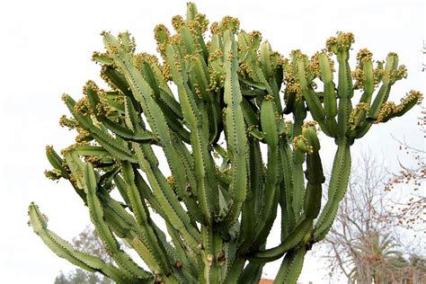 Euphorbia Candelabrum Project Noah