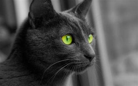 cat, Animals, Monochrome, Selective Coloring, Green Eyes Wallpapers HD ...