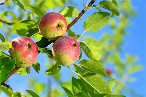 Apple Tree Stock Image Image Of Fruit Picking Ripe 16327363