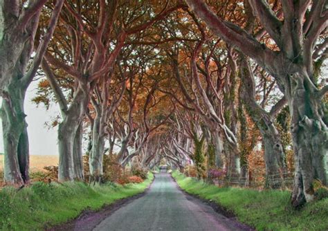 Amazing Tree Tunnel in the Northern Ireland (18 pics) - Izismile.com