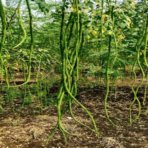 Moringa Drumstick Seeds For Plantation Pack Of 250 Grms JioMart