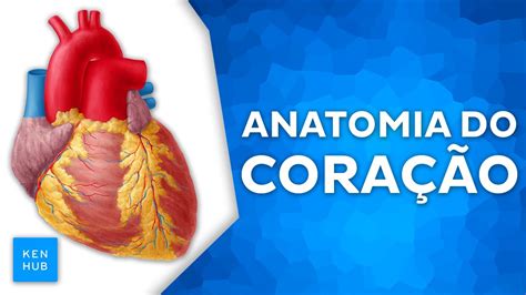 Anatomia Do Cora O C Maras Valvas Ciclo Card Aco E Vasculariza O