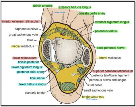 15 Ankle Retinacula Flashcards | Quizlet
