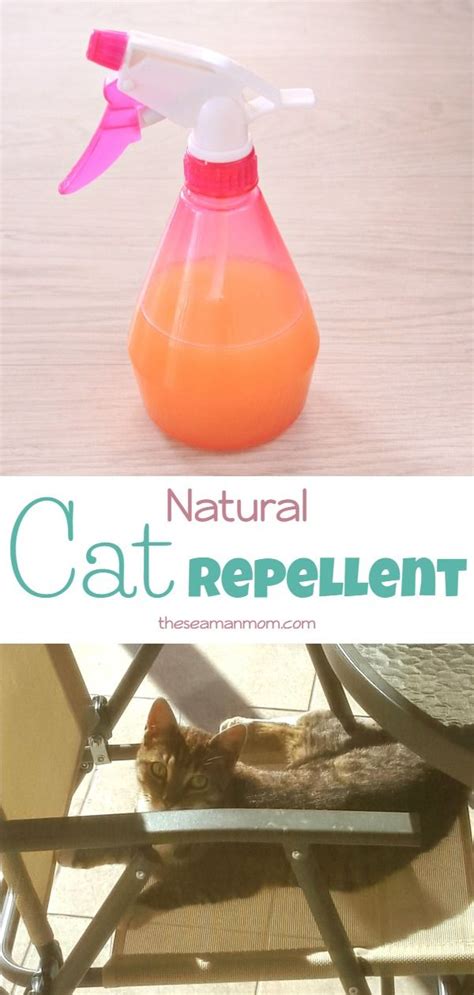 Tired Of Being Frustrated With Cats Messing Around Your Garden Or Home Make A Friendly But