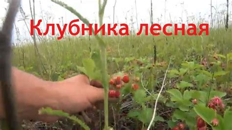 Лесная ягода клубника. - YouTube