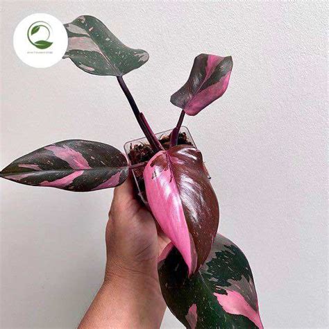 Tanaman Hias Philodendron Pink Princes Marbel Tanaman Hias Varigata