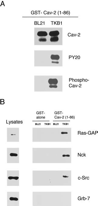 Src Induced Phosphorylation Of Caveolin On Tyrosine Journal Of