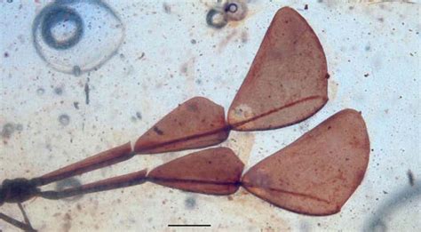 Cretaceous Bug With Weirdly Exaggerated Antennae Discovered In 99 ...