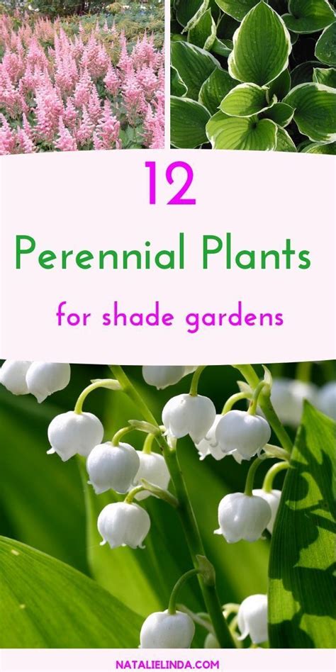 Shade Perennials That Will Beautify Sheltered Areas Of Your Yard