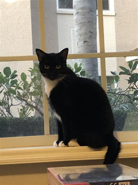 This is Taylor. She was a Humane Society rescue. She is sweet and a