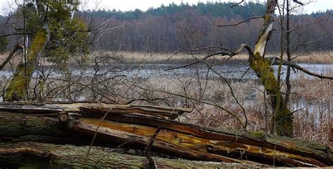 Na wiosenny spacer warto pójść brzegiem Skarlanki Nowe Miasto Lubawskie