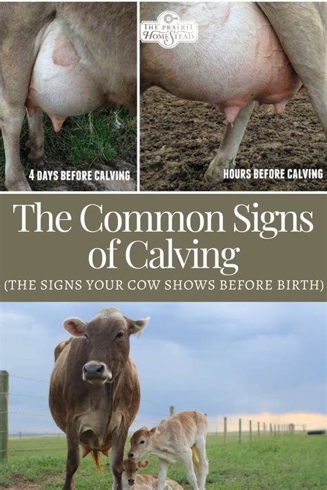 Signs of Calving | The Prairie Homestead | Cattle farming, Backyard ...