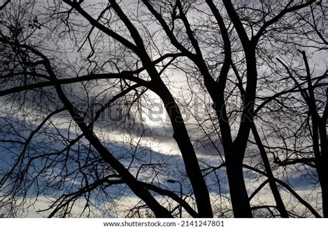 Dark Tree Silhouette On White Clouds Stock Photo 2141247801 | Shutterstock