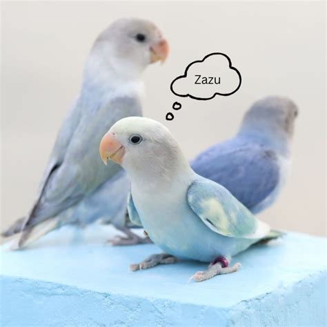 100 Small Parrots Name Ideas And Tips