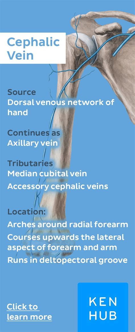 Cephalic vein | Medical anatomy, Human anatomy and physiology, Arteries ...