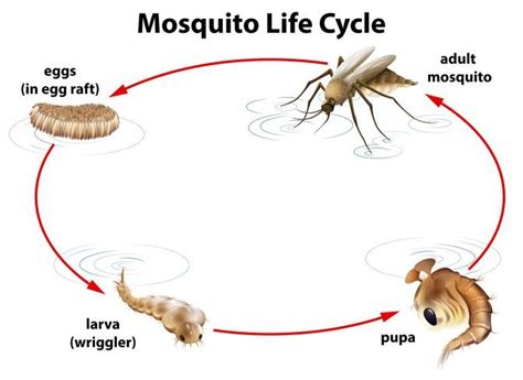 mosquito life cycle drawing - Velia Goebel