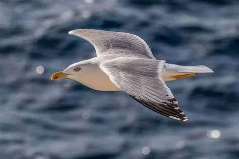 Hoy es el Día Mundial de las Aves Playeras