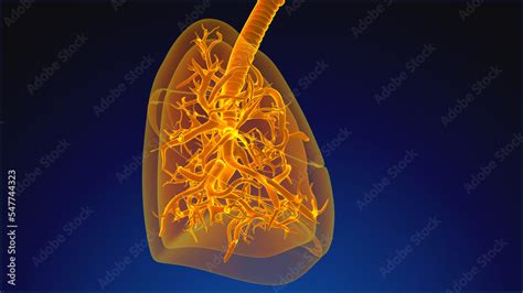 Human Respiratory System Lungs Anatomy Stock Illustration | Adobe Stock