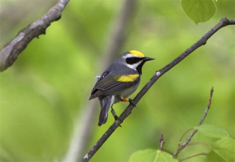 Tropical deforestation threatening rare songbird populations - Earth.com