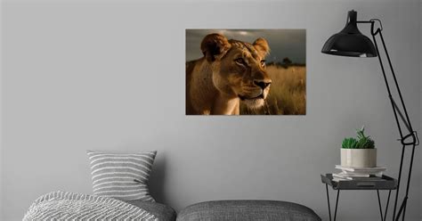 Lioness Wildlife Photo Poster By Five Senses Art Displate