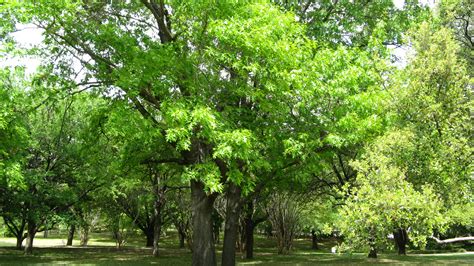 Free photo: Green Tree - Bamboo, Park, Tropical - Free Download - Jooinn