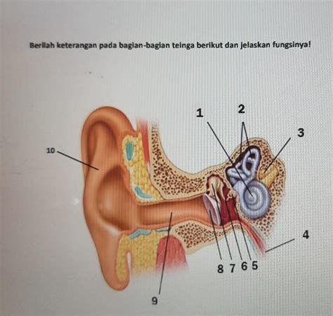 Detail Gambar Telinga Beserta Bagian Bagiannya Koleksi Nomer 42