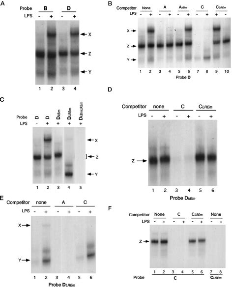 Nfbd And Lre Aa Dependent Binding Of Nuclear Proteins Assessed By