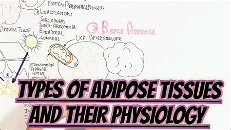 Types Of Adipose Tissues And Their Physiology Umerfarooqbiology7083