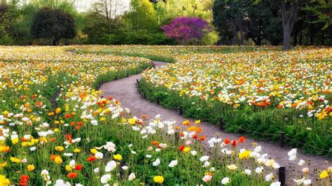 garden, Poppies, Flowers, Trees, Path Wallpapers HD / Desktop and ...