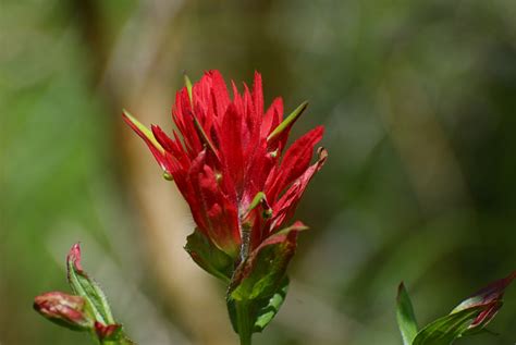 Indian Paintbrush Photos Taken With A Nikkor 70 300mm VR Z Flickr