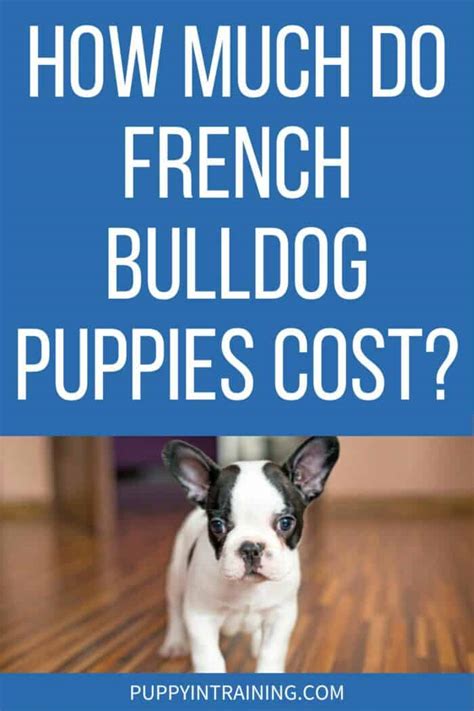 How Much Do French Bulldog Puppies Cost?