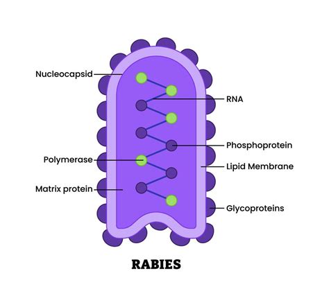 structure  rabies viruses  diagram microbiology