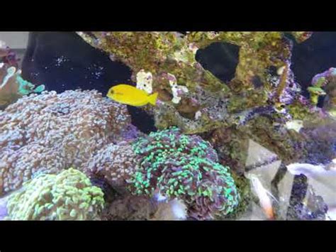 Orange Shoulder Tang Acanthurus Olivaceus Youtube